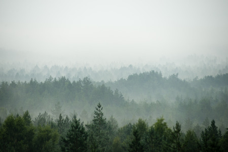 panoramic view of misty forest. far horizonの写真素材