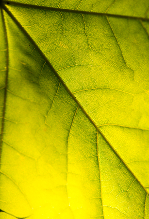 green leaves on blue sky background