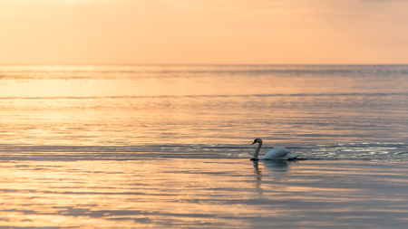swan on lake water in sunny day, swans on pond.の写真素材