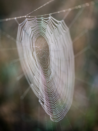 beautiful cobwebs in autumn in frozen meadow