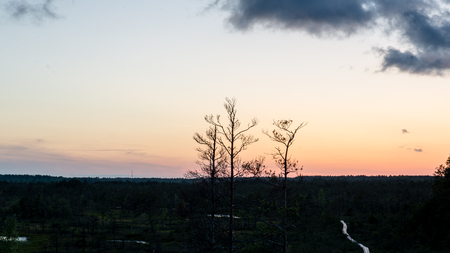 sunset over the forest in fog in summerの写真素材