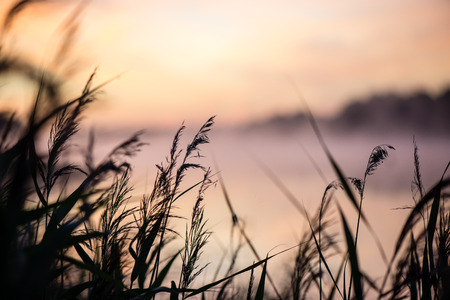 Blurred water grass on the foggy morning in country lakeの写真素材