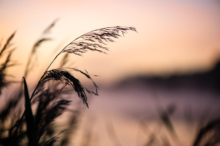 Blurred water grass on the foggy morning in country lakeの写真素材