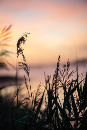 Blurred water grass on the foggy morning in country lakeの写真素材