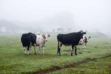 Herd of cows at summer green field.の写真素材