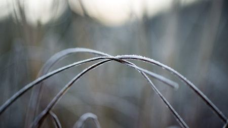 frosty grass in winter in cold morningの写真素材