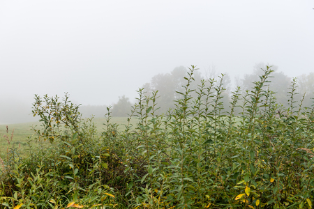 dry grass in late autumn on blur backgroundの写真素材