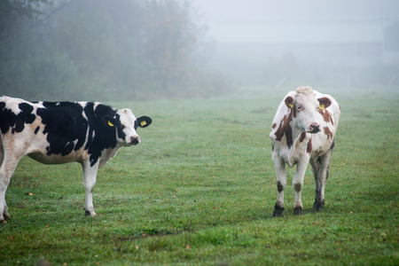 Herd of cows at summer green field.の写真素材