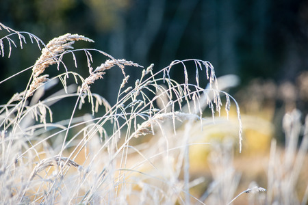 frosty grass in winter in cold morningの写真素材