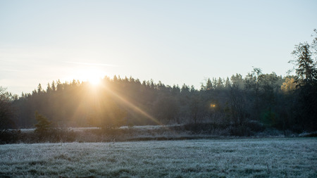 fir trees on a meadow down the will to coniferous forest in foggy forest in latviaの写真素材