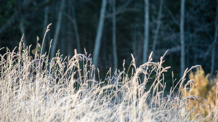 frosty grass in winter in cold morningの写真素材