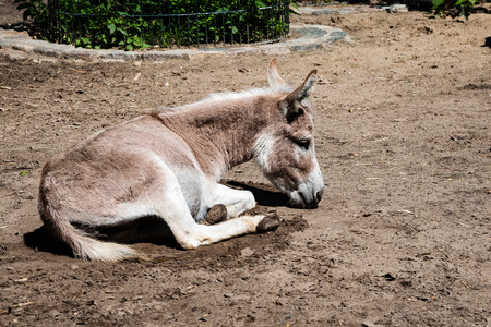 close-up shot of wild donkey in the fieldの写真素材