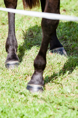 close-up shot of wild horses in the fieldの写真素材