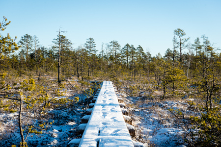 snowy tourist hiking trail in woods in winter. trails in snowの写真素材