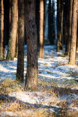 winter forest trees. nature green wood sunlight backgrounds.の写真素材