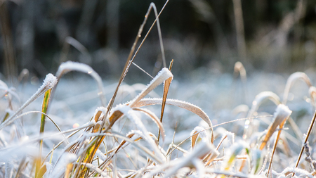 frosty grass in winter in cold morningの写真素材