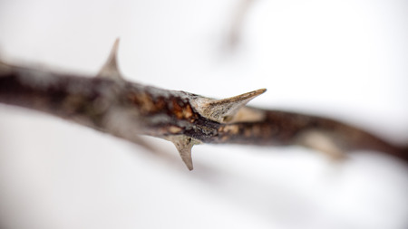 dry grass in winter on snowy backgroundの写真素材