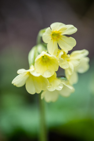 forest flowers and blossoms in spring blooming in natural environmentの写真素材