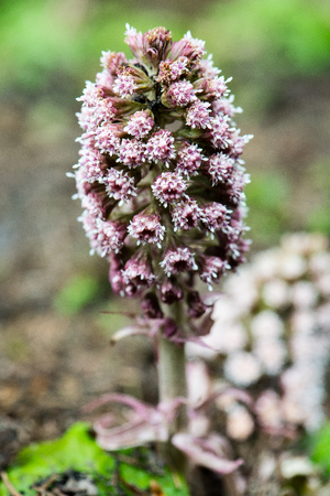 green leaves on a bed of green bush with flowers and tree branchesの写真素材