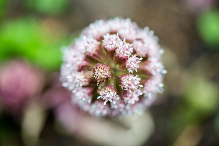 forest flowers and blossoms in spring blooming in natural environment