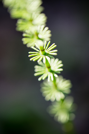 green leaves on a bed of green bush with flowers and tree branchesの写真素材