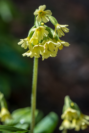 forest flowers and blossoms in spring blooming in natural environmentの写真素材