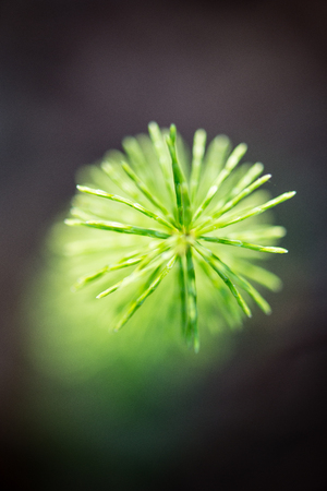 green leaves on a bed of green bush with flowers and tree branchesの写真素材