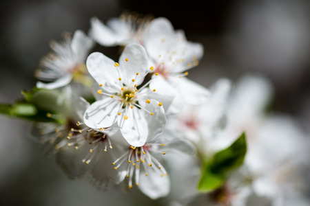 apple tree blossoms in spring blooming in natural environmentの写真素材