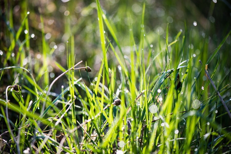 green leaves on a bed of green bush with flowers and tree branchesの写真素材