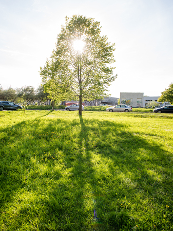 Misty morning in the woods. forest with tree trunks, sun and rays of lightのeditorial素材