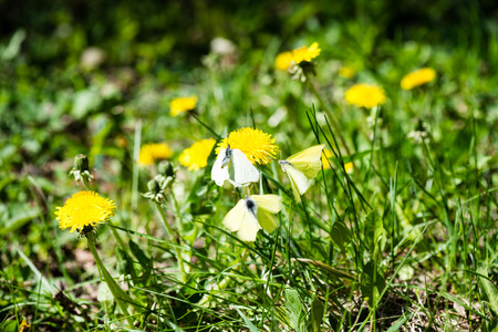 dandelion flowers and blossoms in spring blooming in natural environment with butterfliesの写真素材