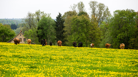 Summer Landscape with yellow flower  Field and Clouds in latviaの写真素材