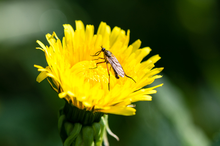 dandelion flowers and blossoms in spring blooming in natural environment with insectsの写真素材