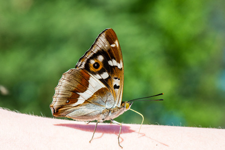beautiful butterfly resting on the hand in summerの写真素材