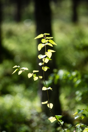 green leaves on a bed of green bush with flowers and tree branchesの写真素材