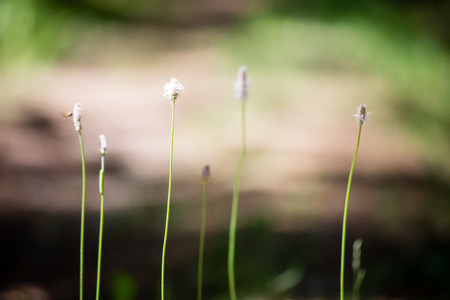 forest flowers and blossoms in spring blooming in natural environment