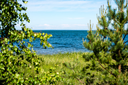 comfortable beach of the baltic sea with rocks and green vegetation in summerの写真素材