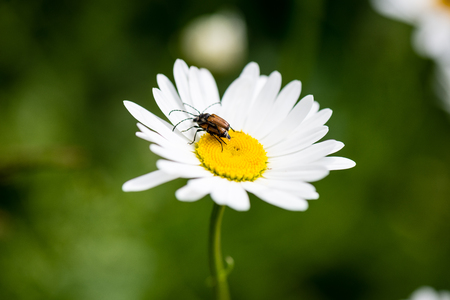 forest flowers and blossoms in spring blooming in natural environment with beesの写真素材
