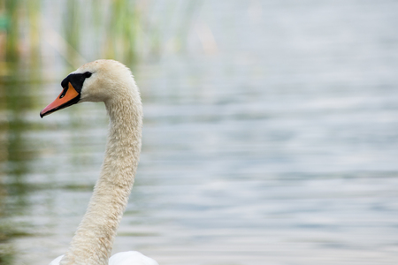 swan and cygnets first time in the water on the lake at summerの写真素材