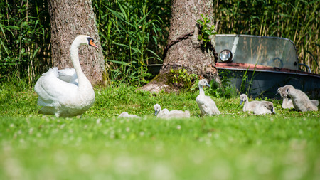 swan and cygnets first time in the water on the lake at summerの写真素材