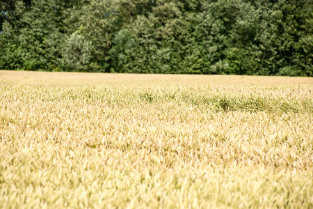 Summer Landscape with Wheat Field and Clouds in latvia