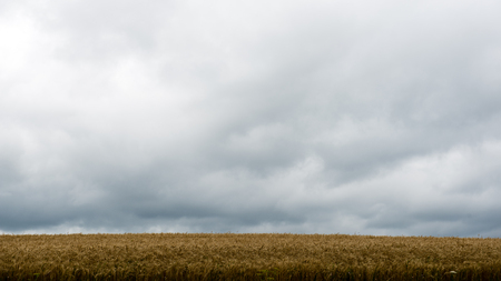 Summer Landscape with Wheat Field and Clouds in latviaの写真素材