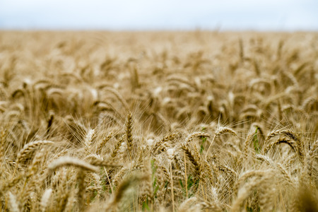 Summer Landscape with Wheat Field and Clouds in latvia