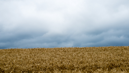 Summer Landscape with Wheat Field and Clouds in latviaの写真素材