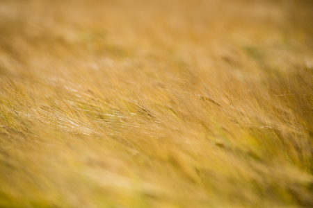 Yellow wheat field close up macro photograph with abstract textureの写真素材
