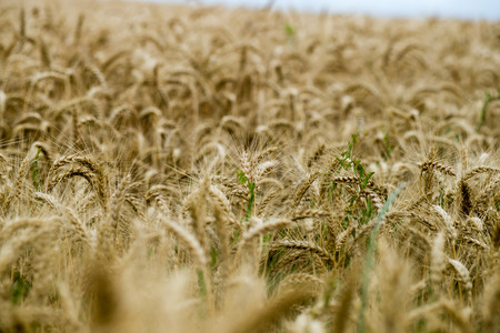 Yellow wheat field close up macro photograph with abstract texture