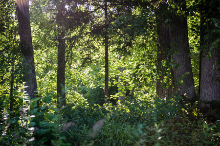 forest trees. nature green wood sunlight backgrounds.
