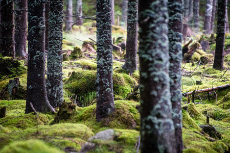 forest trees. nature green wood sunlight backgrounds.の写真素材