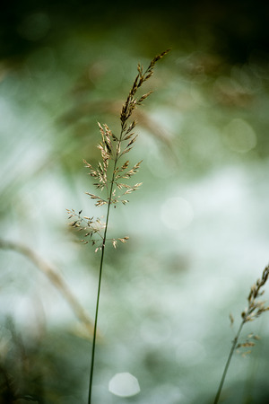 forest flowers and blossoms in spring blooming in natural environmentの写真素材
