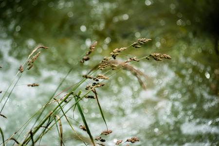 forest flowers and blossoms in spring blooming in natural environmentの写真素材